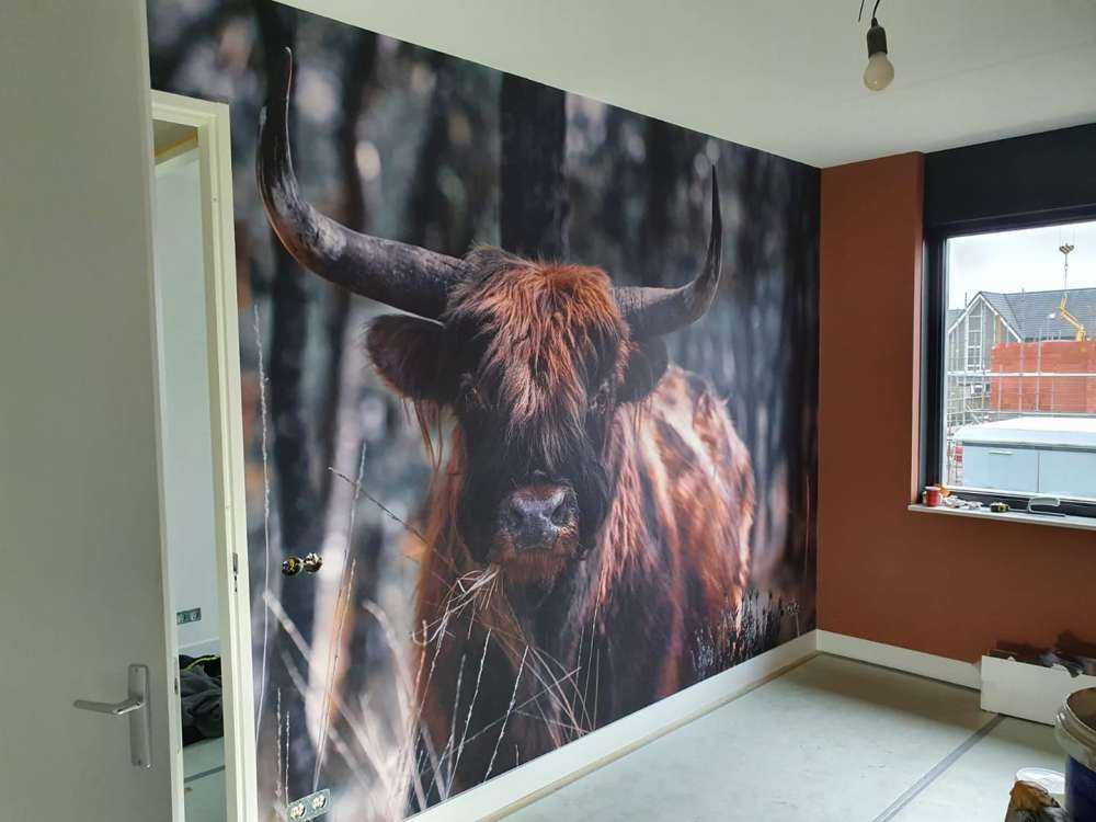 Scottish Highlander