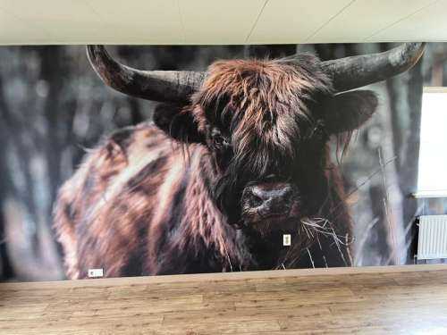 Scottish Highlander