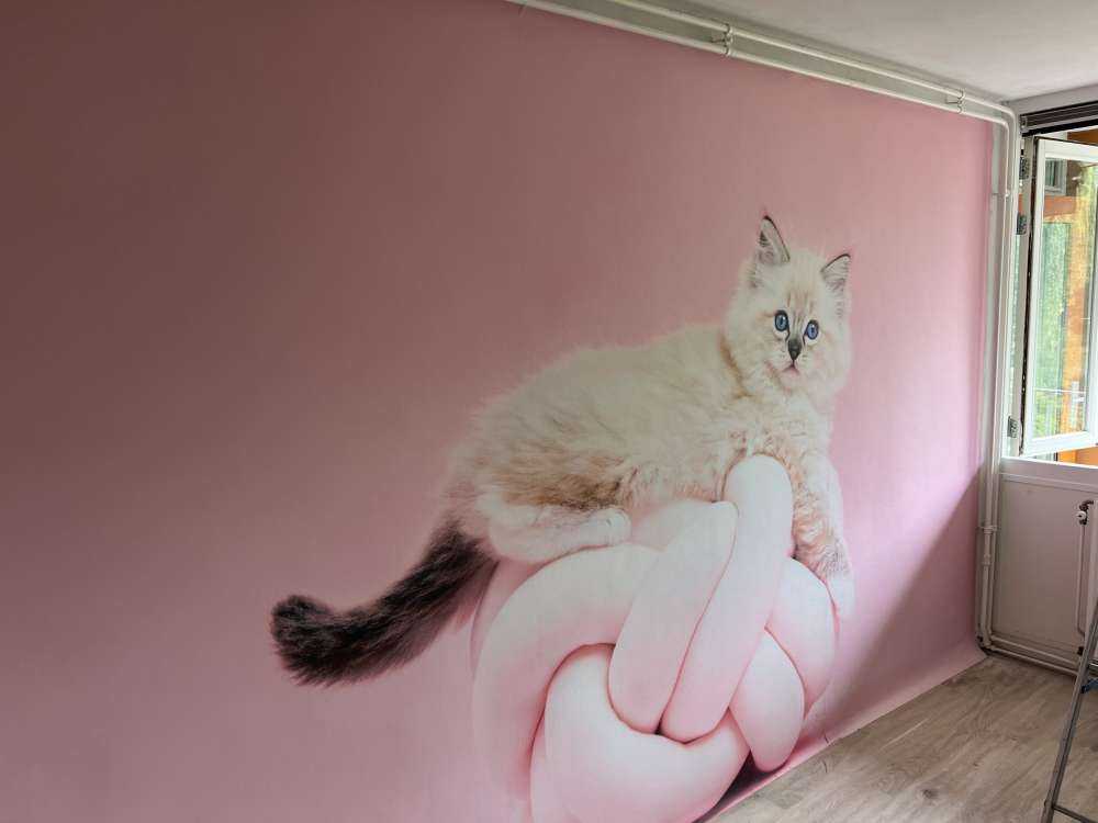 White cat on pink background