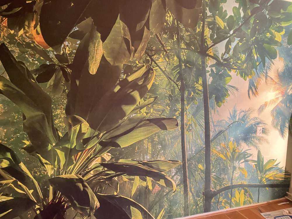 Mysterious jungle