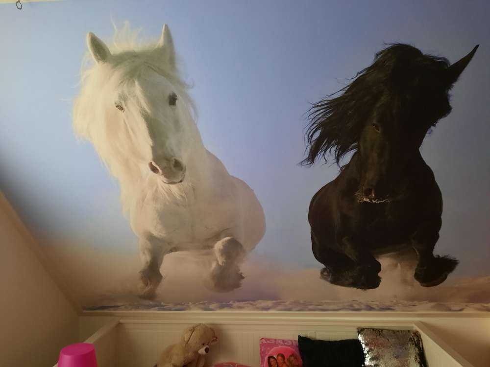 White and a black horse