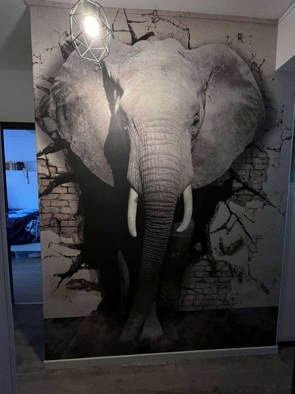 3D Elephant from the wall