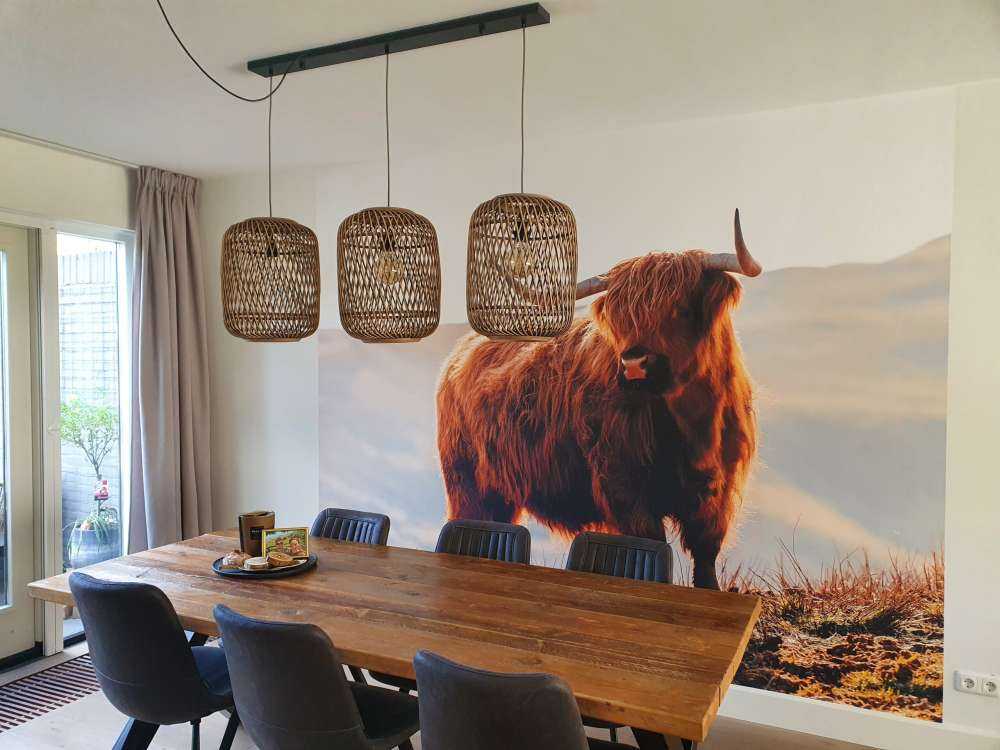 Scottish highlander on a hill