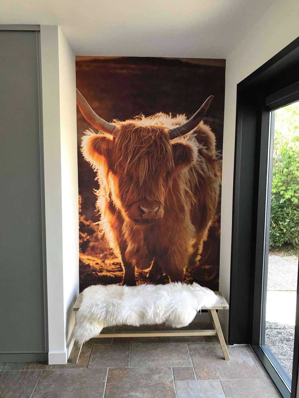 Scottish Highlander in the sun