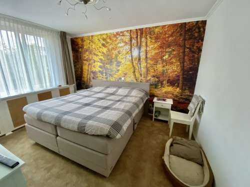 Autumn in wild forest