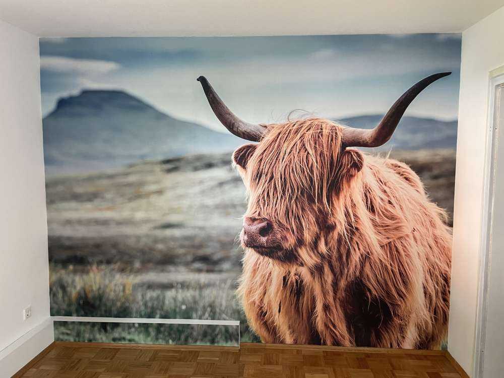 Scottish Highlander in the hills