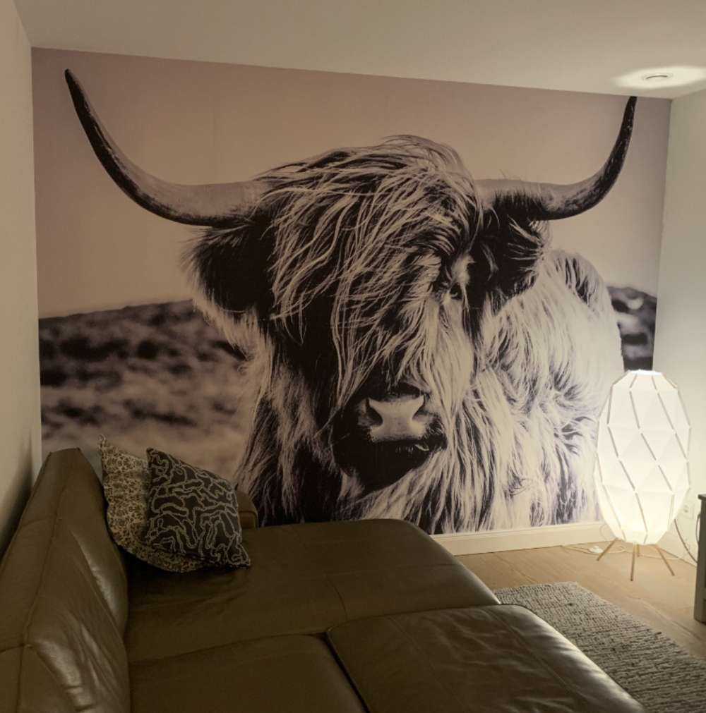 Scottish Highlander in black and white