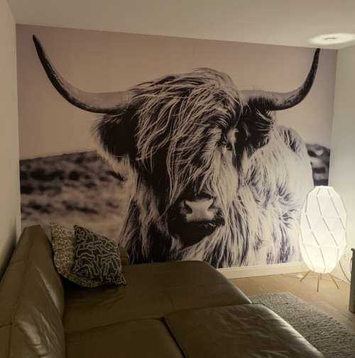 Scottish Highlander in black and white