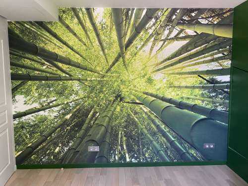 Bamboo