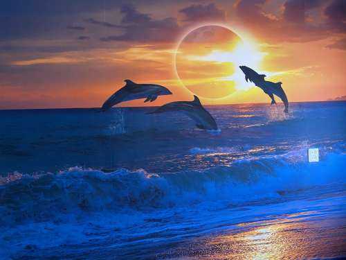 Dolphins with sunset