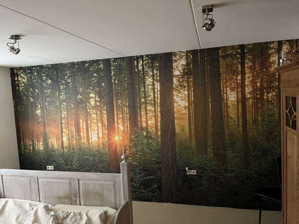 Sunbeams in a coniferous forest