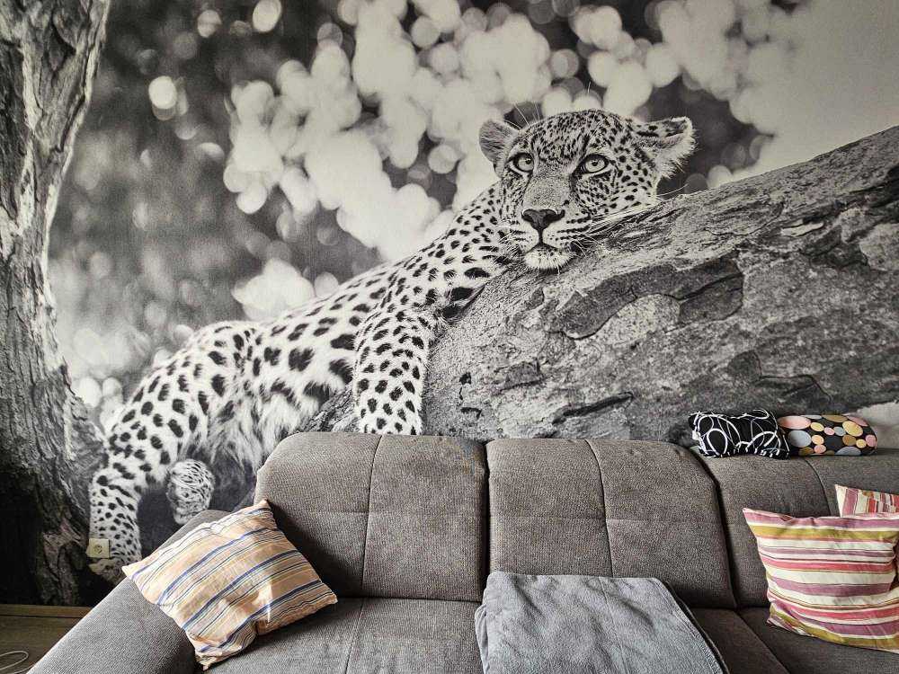 Resting Leopard