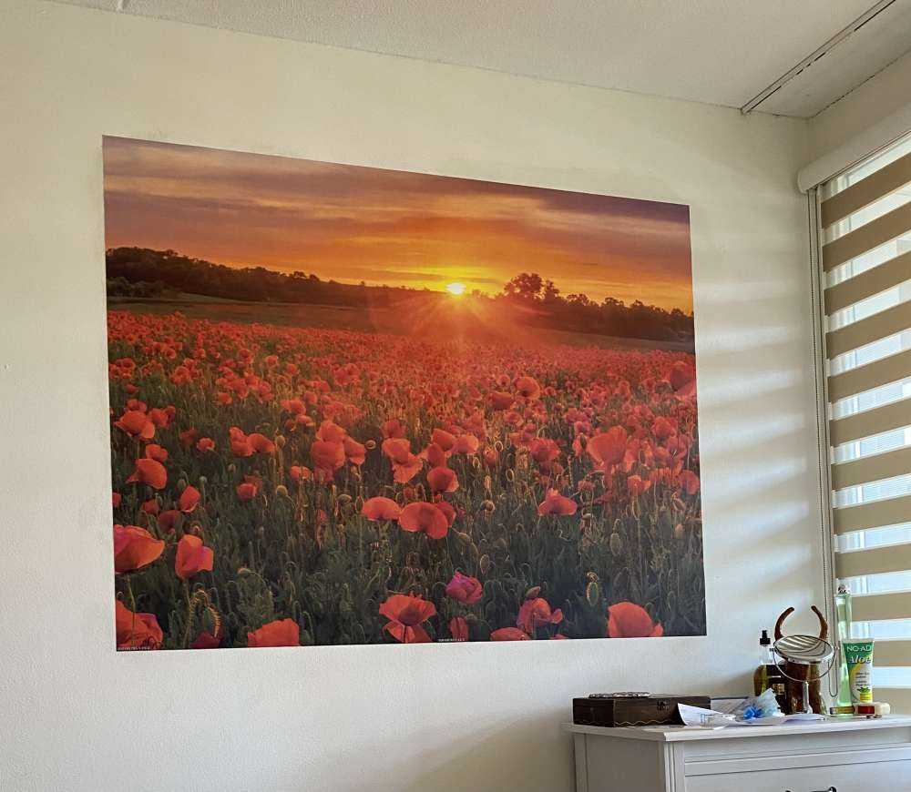 Flowering poppy field