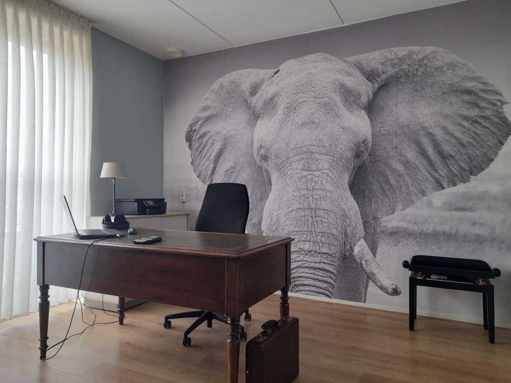 Elephant black and white