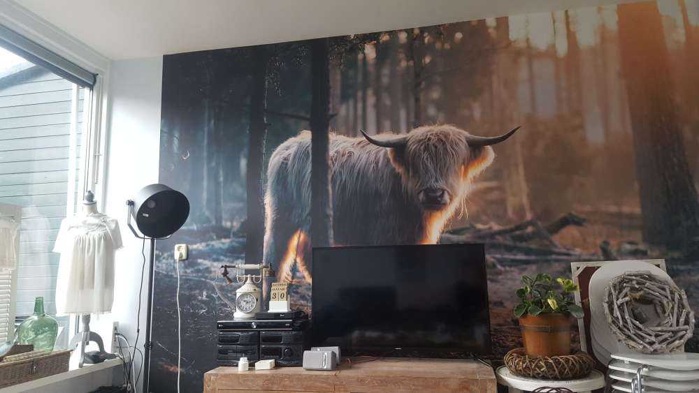 White Scottish Highlander