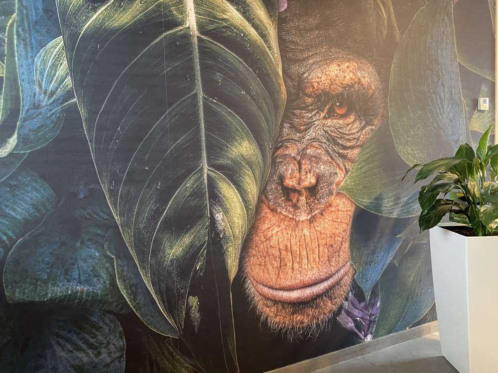 Jungle Chimpanzee