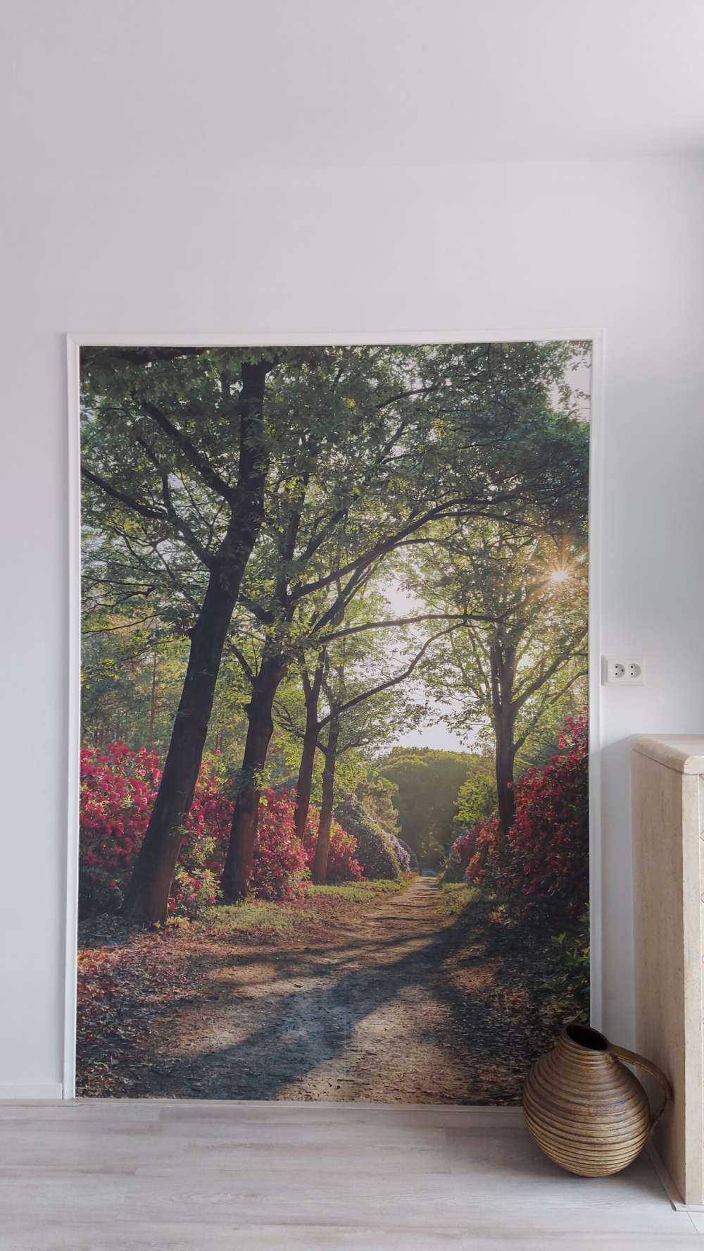 Sunrise at path with rhododendrons