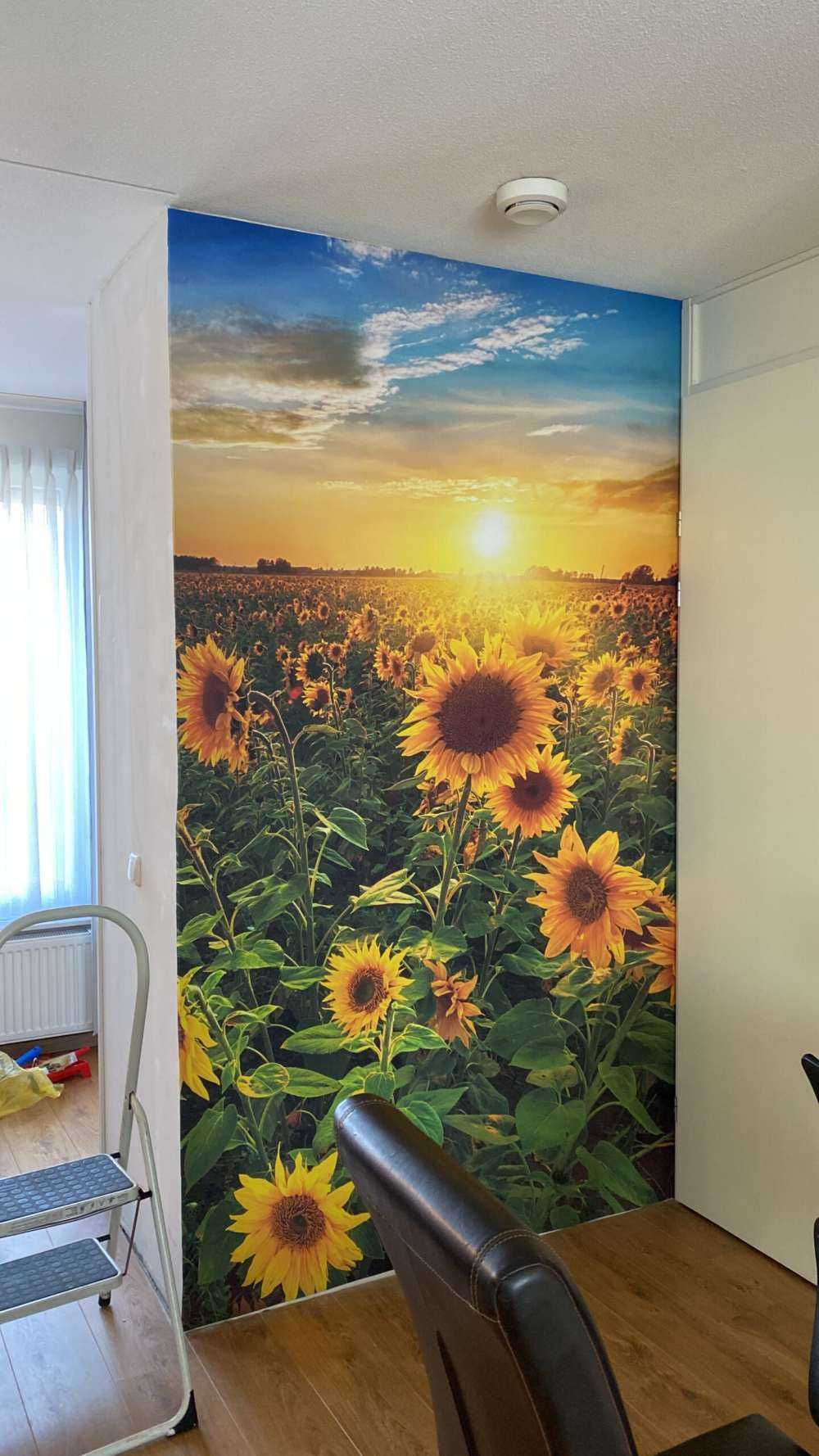 Beautiful field of sunflowers