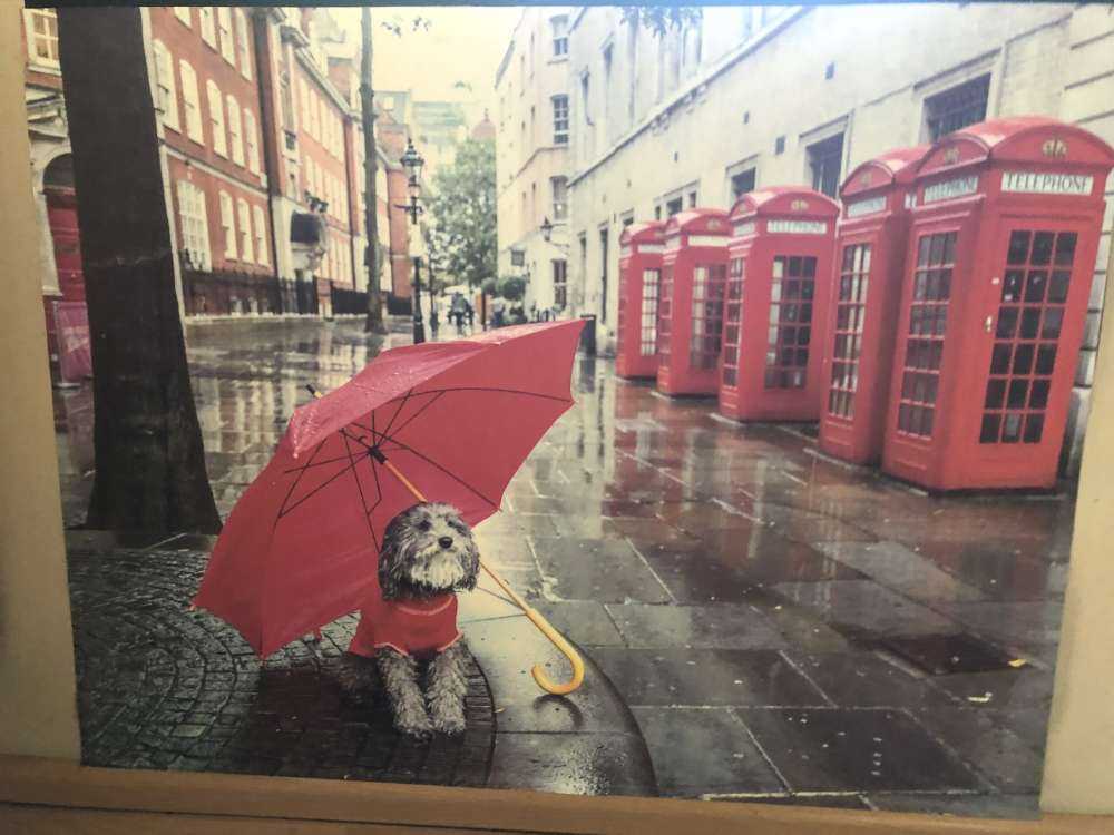 Dog with umbrella