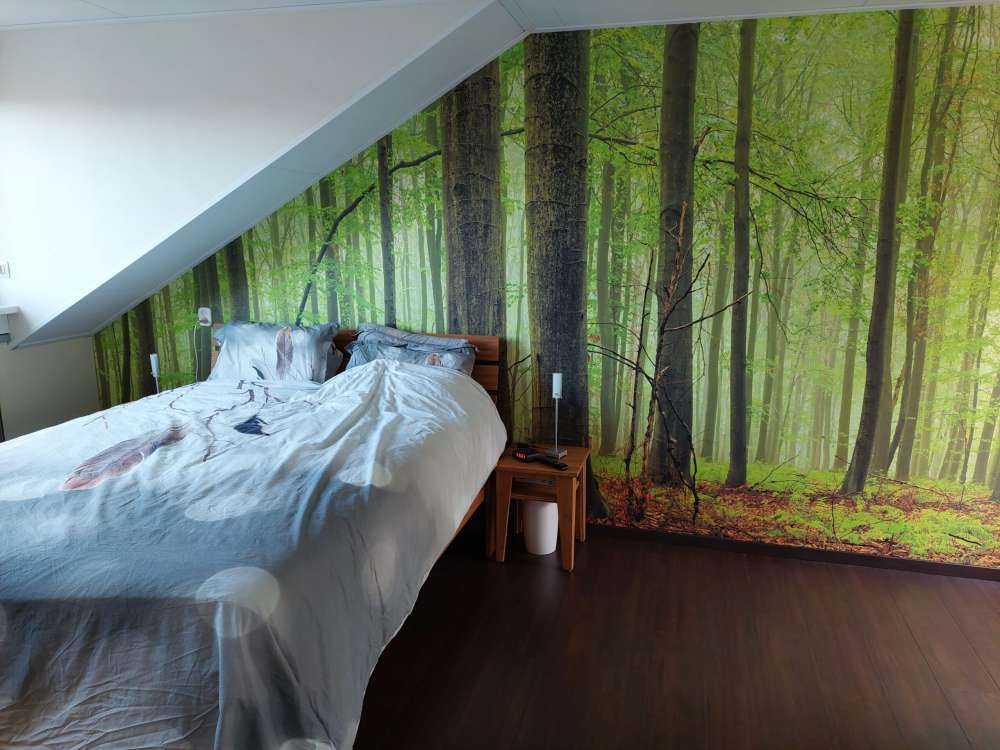 Forest of beech trees