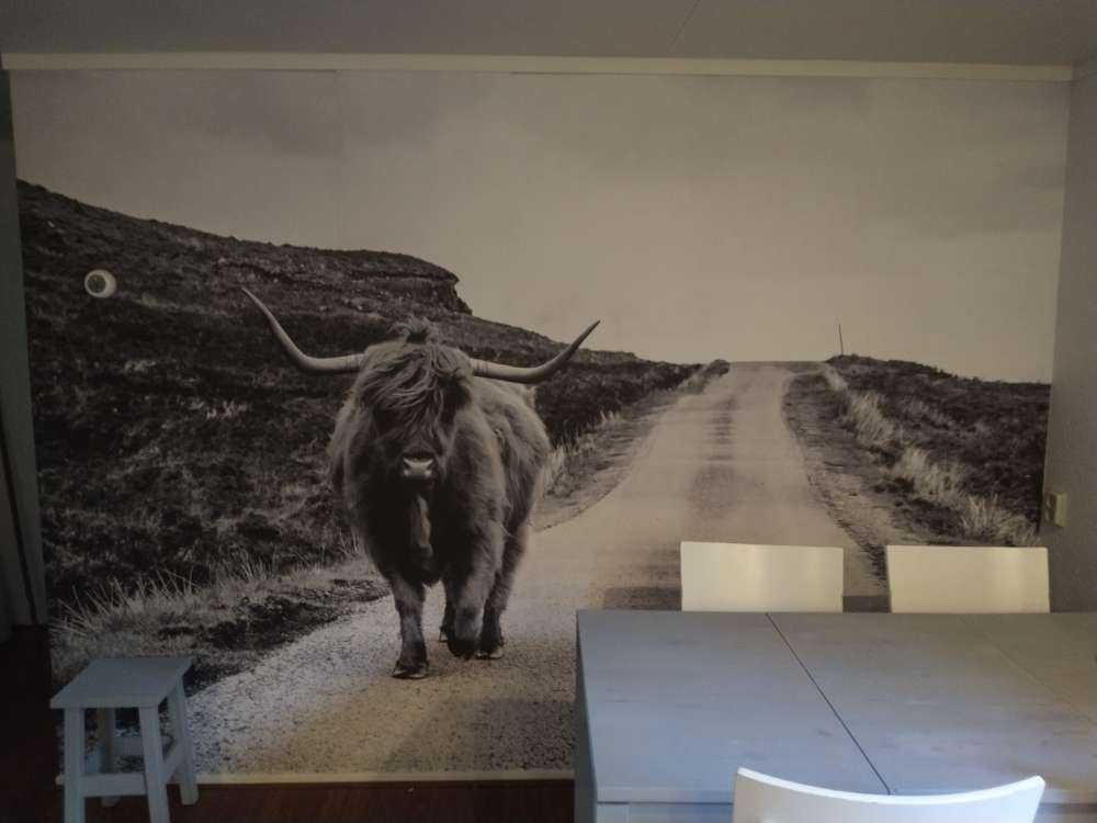 Scottish Highlander on a road