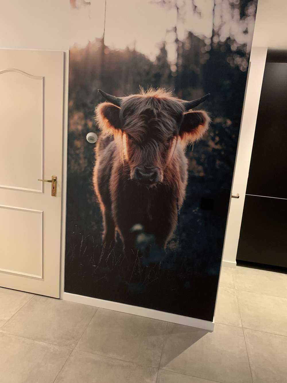 Young Scottish Highlander