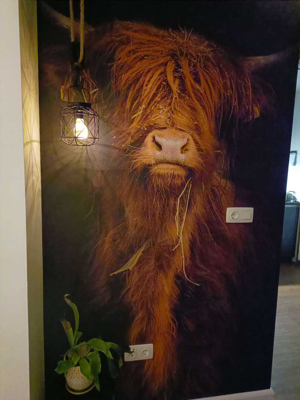 Portrait Scottish Highlander