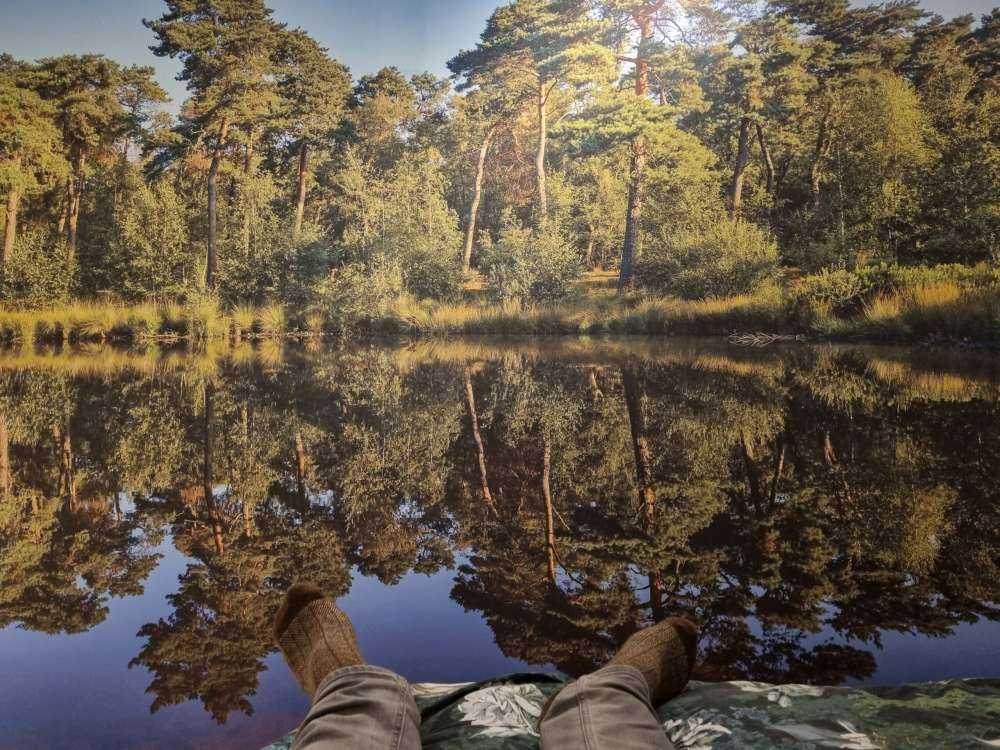 Reflection in woodland marsh