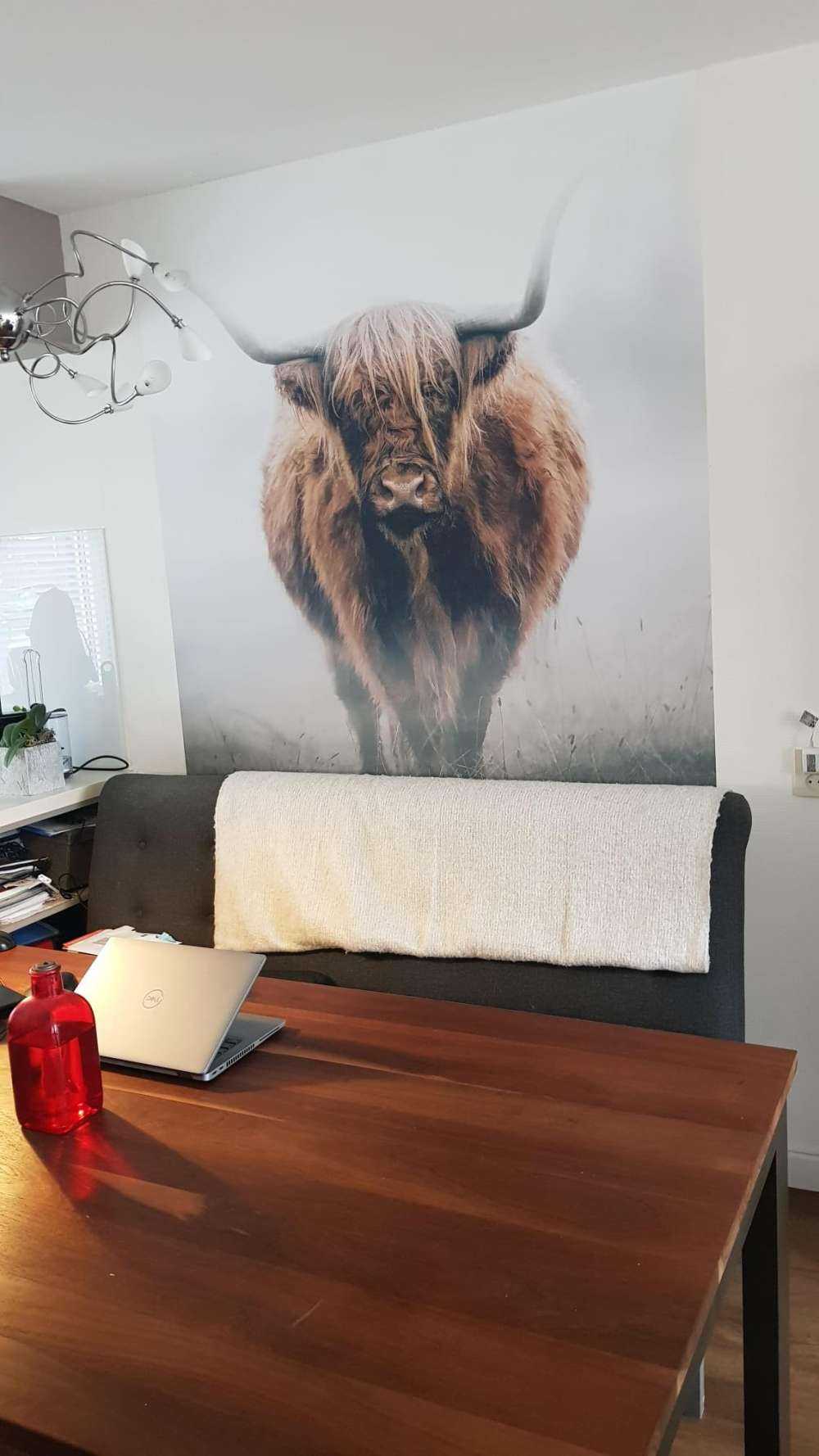 Scottish highlander in dense fog