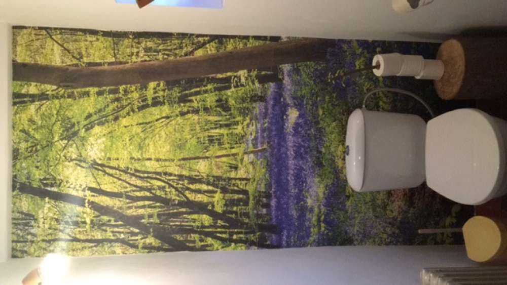 Forest in the sunlight