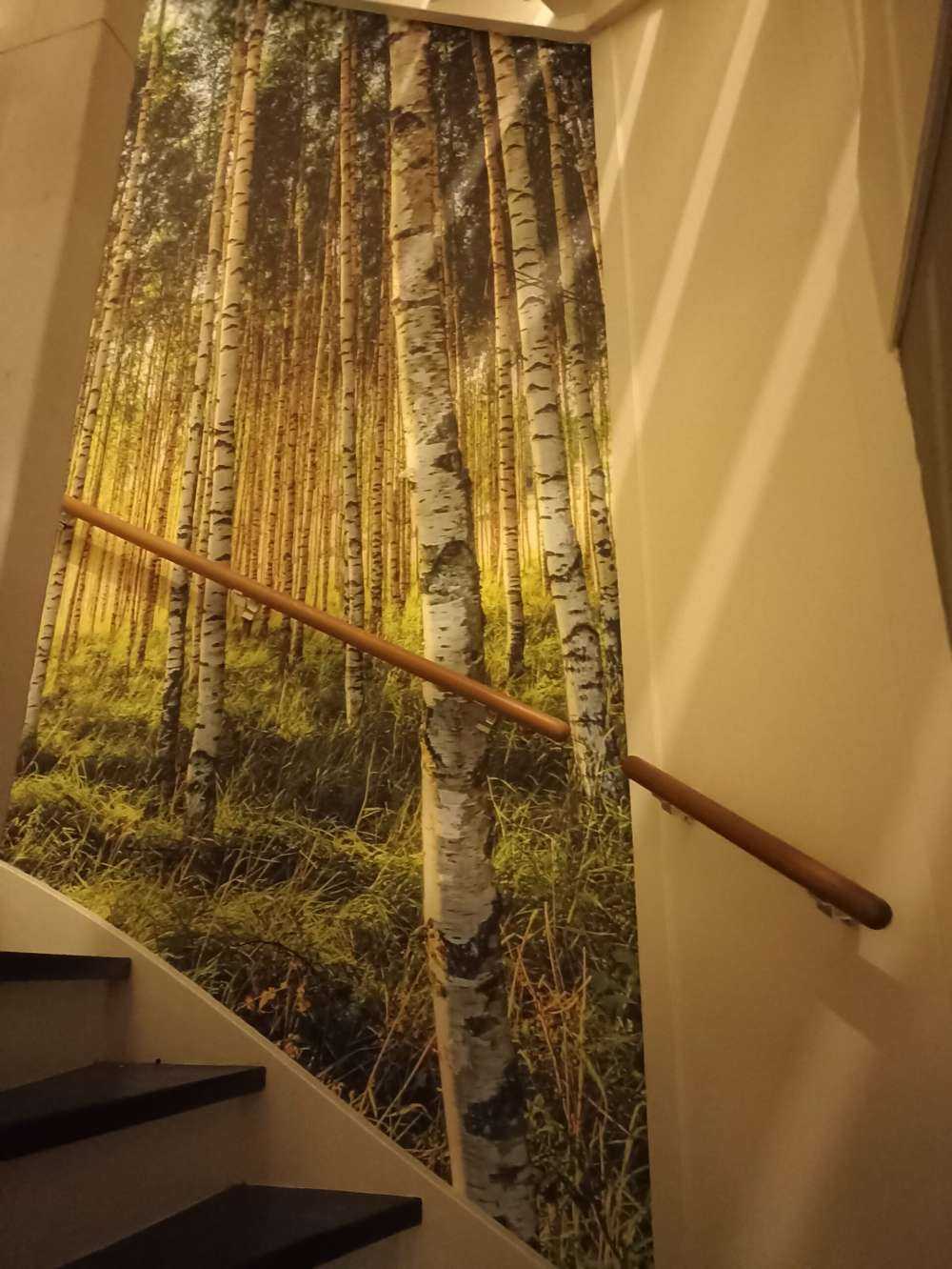 Summer birch forest