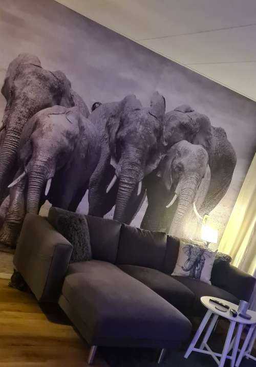 Herd of elephants