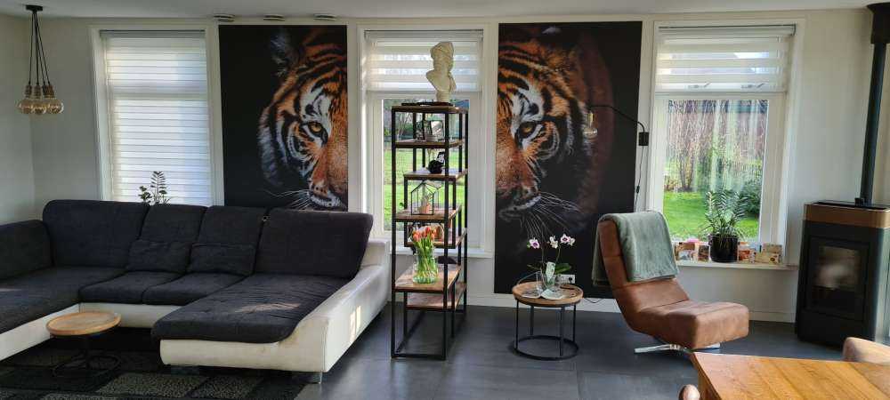 Tiger panorama