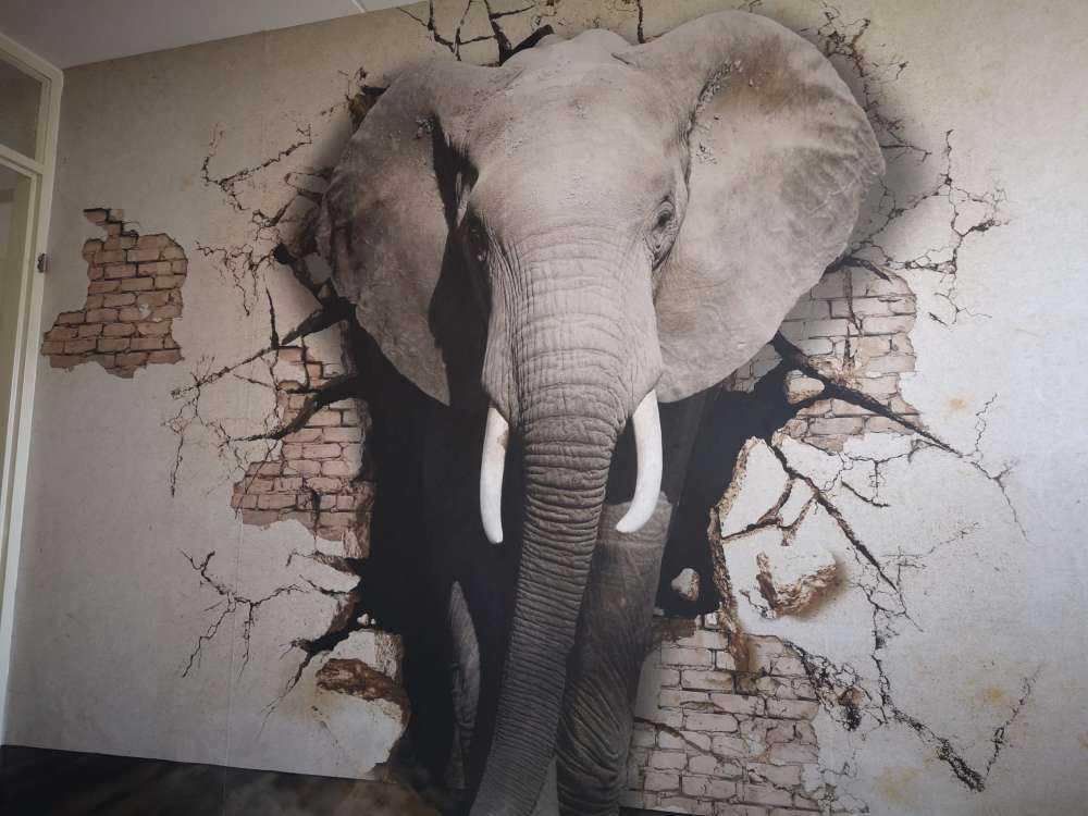 3D Elephant from the wall