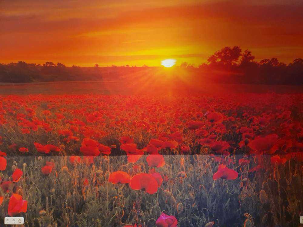 Flowering poppy field