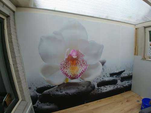 White orchid