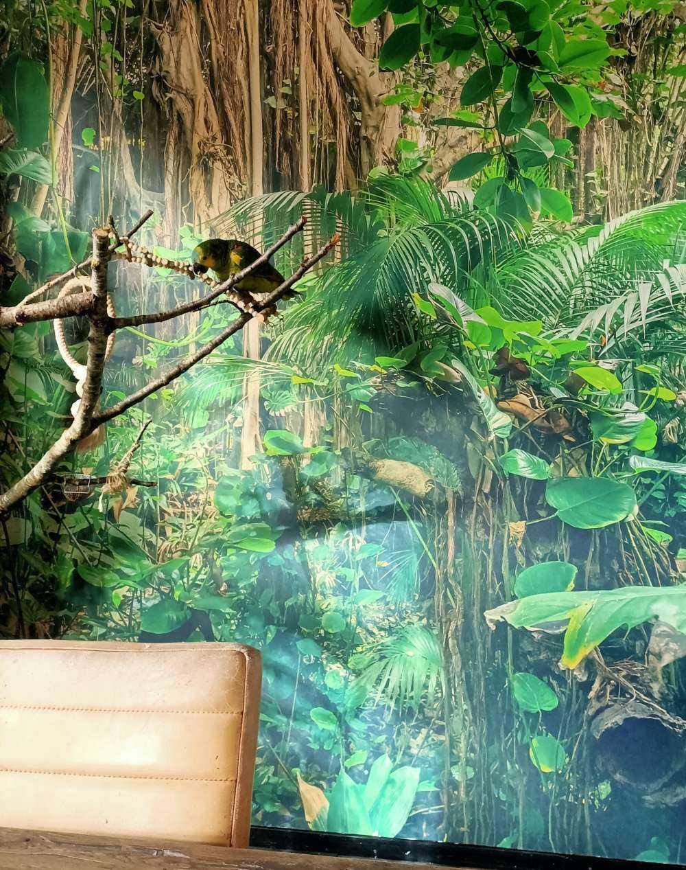 Branches in the rainforest