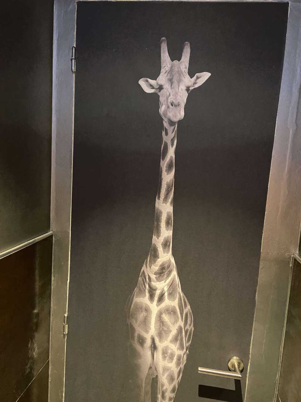 Giraffe black and white