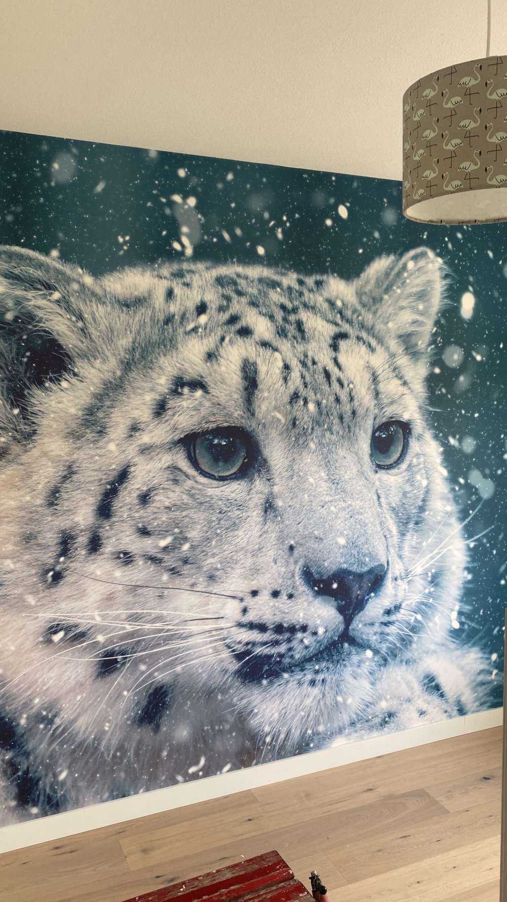 Snow leopard