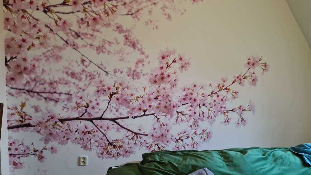 Pink blossom branches