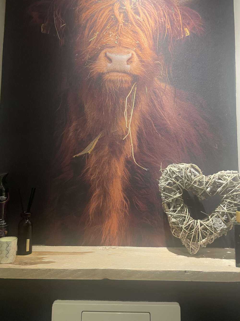 Portrait&#x20;Scottish&#x20;Highlander