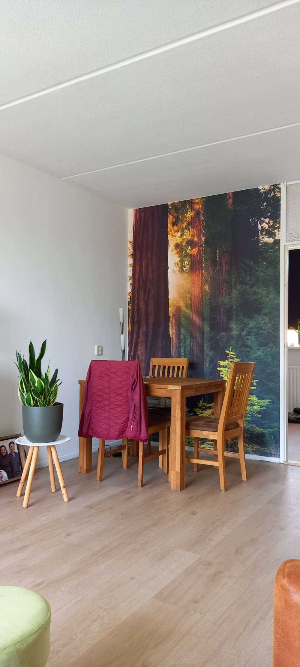 Sunlight between the mahogany trees