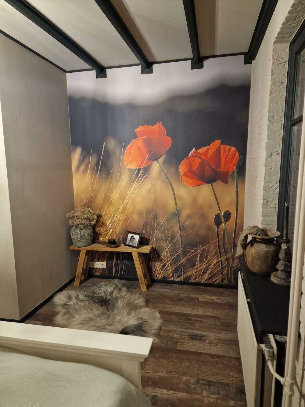 Poppies in a wheat field