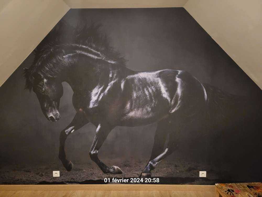 Black stallion
