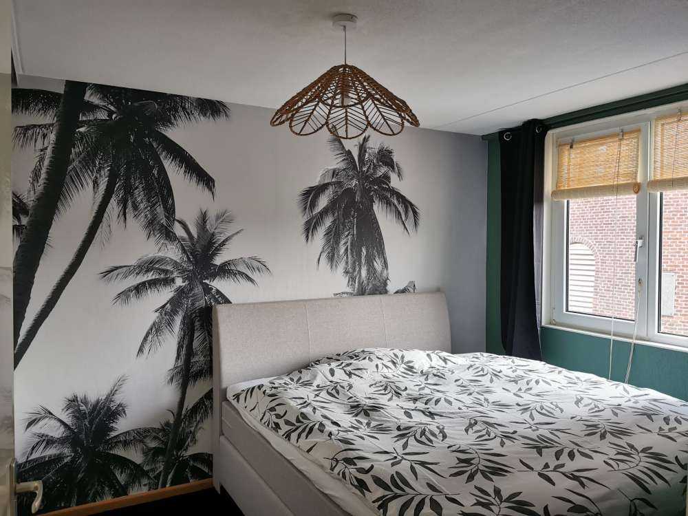 Palm trees in black and white