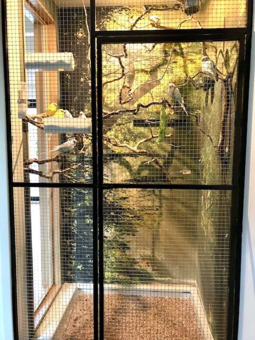 Sunbeams through the trees