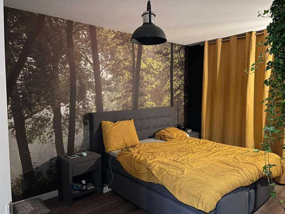 Forest in the morning sun