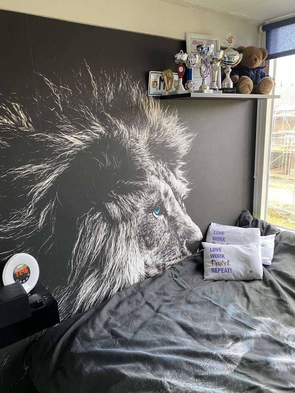 Lion with blue eyes