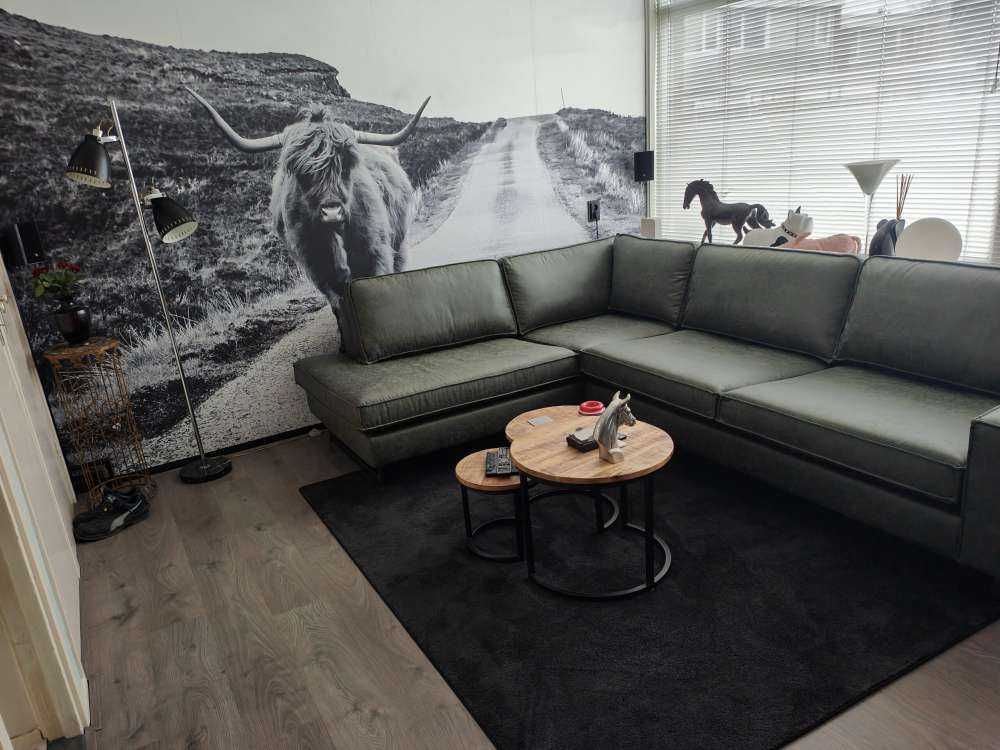 Scottish Highlander on a road