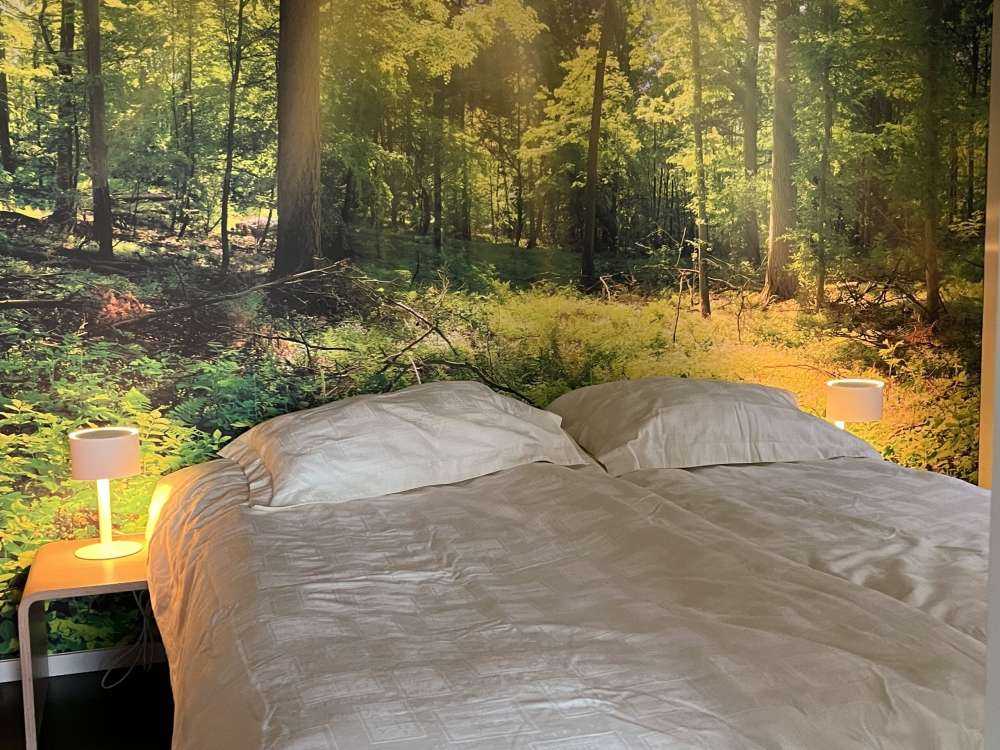 Forest with sunbeams